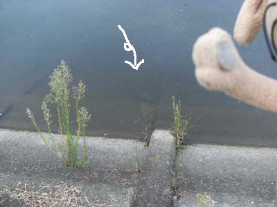 c0158573_8495733.jpg