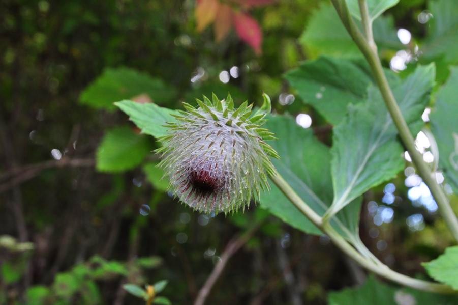 茅ヶ岳金ヶ岳の秋の花_f0220774_105581.jpg