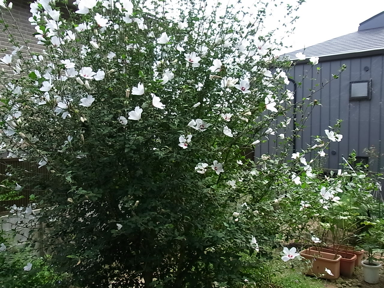 b0206784_14145918.jpg
