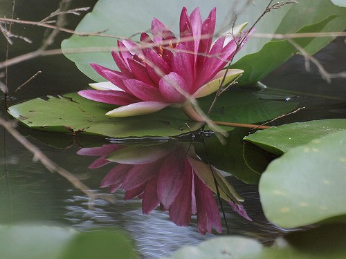 スイレン ジャノメチョウ ヒメウラナミジャノメ 花と葉っぱ