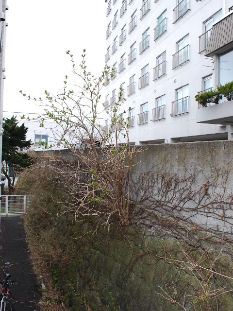 函館・旧泉泰三邸(建築家・関根要太郎設計作品研究)その2_f0142606_7105794.jpg