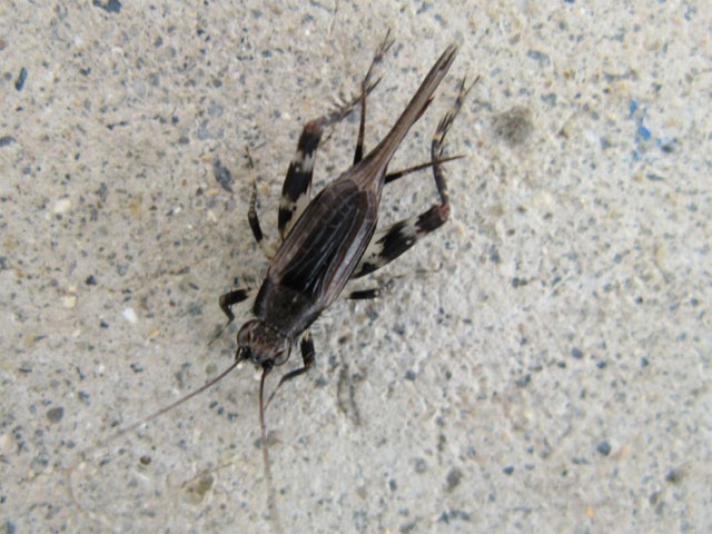 灯火に飛来していた小さなコオロギ類 昆虫ブログ むし探検広場 灯火に飛来していた小さなコオロギ類 昆虫ブログ むし探検広場