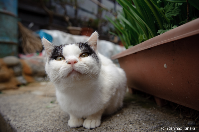 田代島猫景色 続編 12 ハートしっぽちゃん Cats In Town Blog