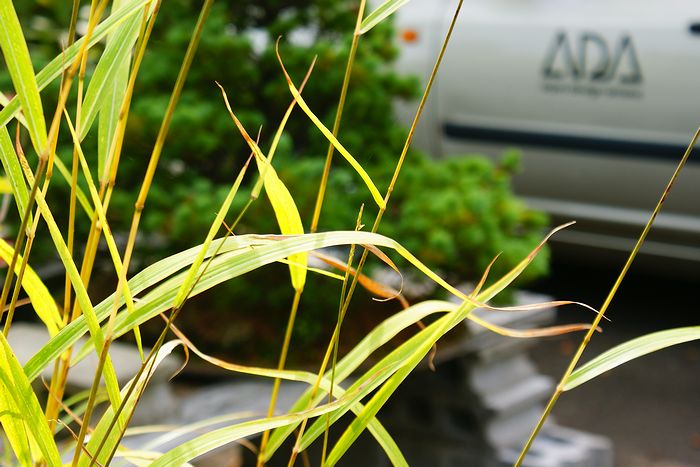 Nature Aquarium Gallery 2010　【１】_c0119618_13365122.jpg