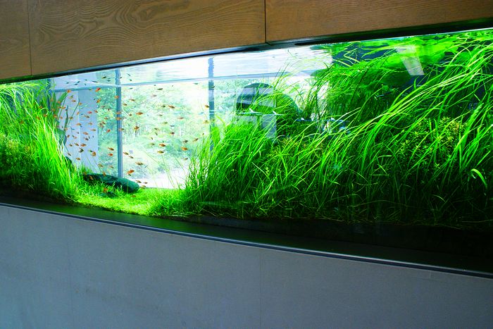 Nature Aquarium Gallery 2010　【１】_c0119618_1345516.jpg