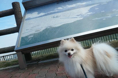 b0167519_8571790.gif