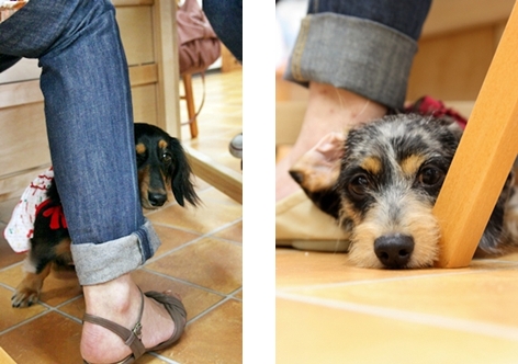第1回 気まぐれ 羊毛フェルトdog教室<第一弾> _e0191026_9515014.jpg