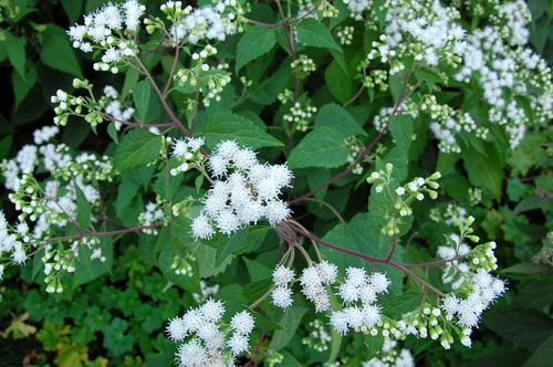 c0107129_226181.jpg