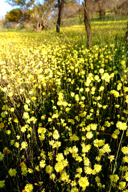 西オーストラリアワイルドフラワー　ＤＡＹ１　花のじゅうたん_f0050534_22105743.jpg