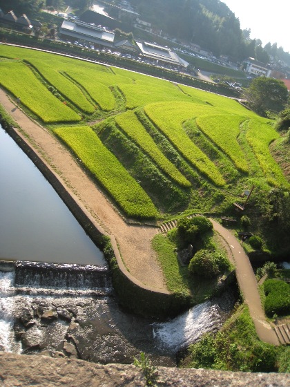 宮崎県　ゴボウ畑登山口より　白岩山～向坂山_c0077338_761431.jpg