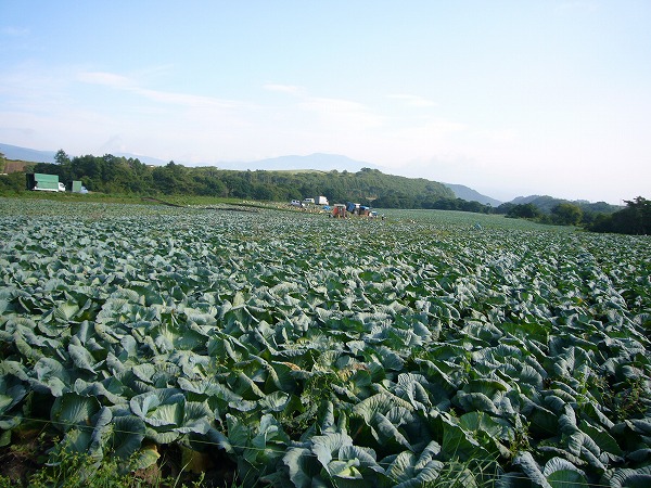 e0165338_1939647.jpg