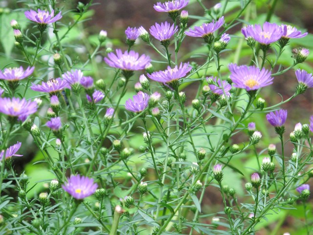 e0172840_1438452.jpg