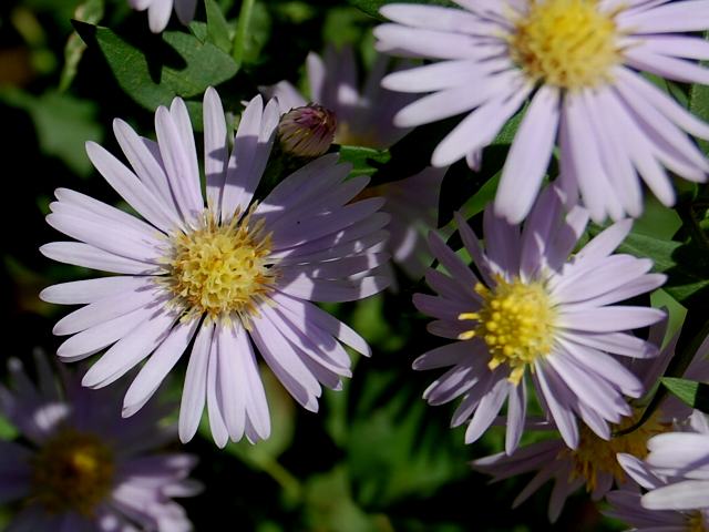 友禅菊 ユウゼンギク ポピュラーな花 友禅菊 ユウゼンギク ポピュラーな花
