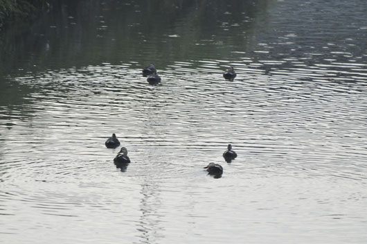 c0093046_8374793.jpg