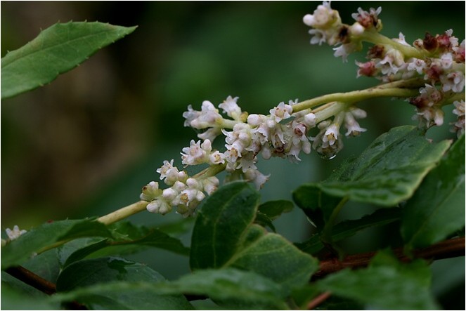 ネナシカズラ 野草風薫