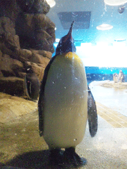 f0229250_1812281.gif