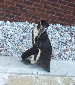 f0229250_18131073.gif