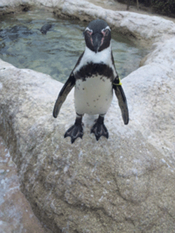 f0229250_18134392.gif