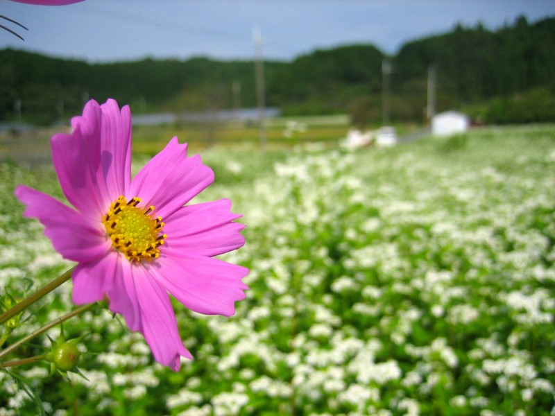 蕎麦の花　＆　ハナミズキ_d0161959_1764623.jpg