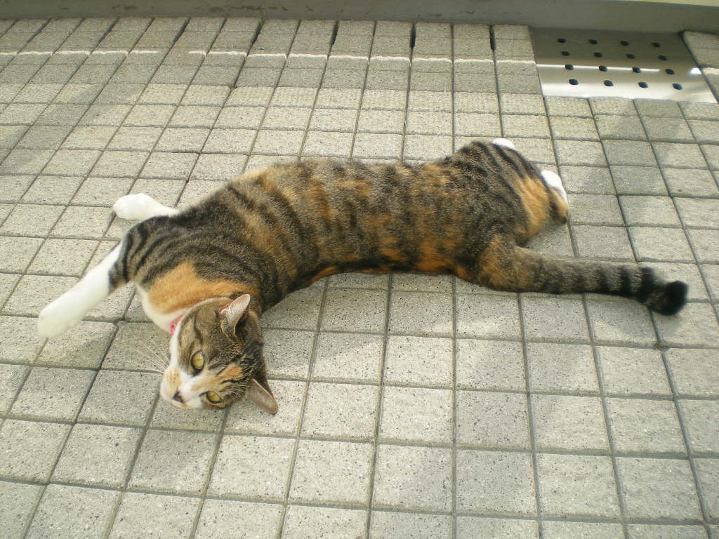 2010年9月20日(月)心ちゃんが我が家にきた日!_f0060461_111548.jpg