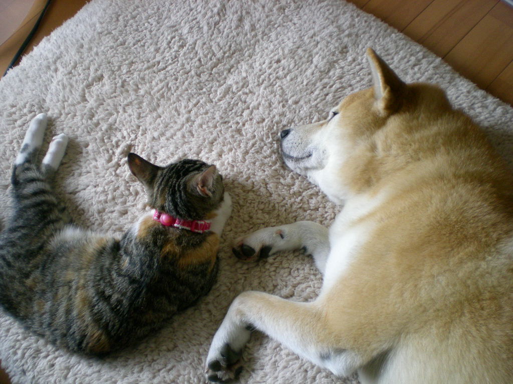 2010年9月20日(月)心ちゃんが我が家にきた日!_f0060461_1195688.jpg