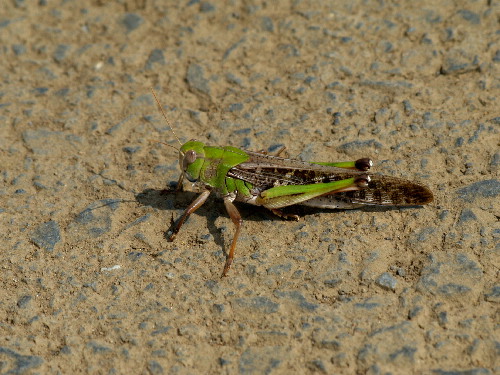 f0208666_9343992.jpg