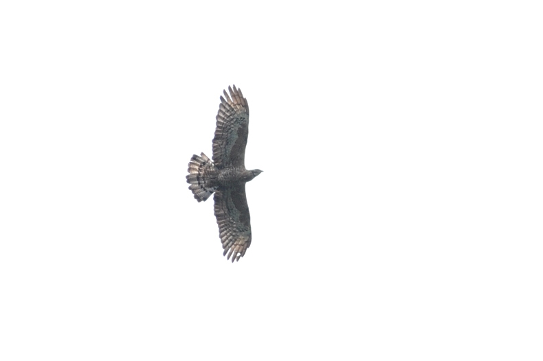 タカの渡り ハチクマⅠ_f0053272_2056514.jpg