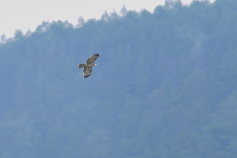タカの渡り ハチクマⅡ_f0053272_22181375.jpg
