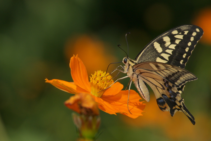 初秋のPapilio達（9月19日）_f0090680_11314413.jpg