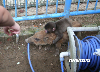 福知山市動物園に癒されに♪_c0223781_142743100.jpg