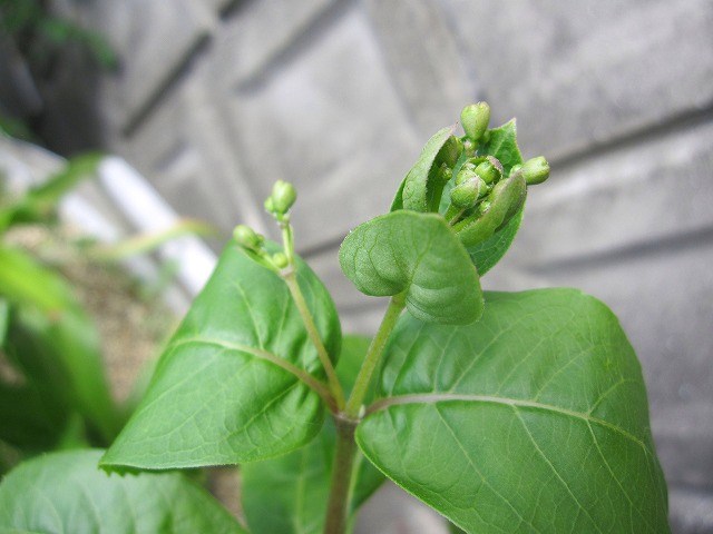b0182884_1261820.jpg