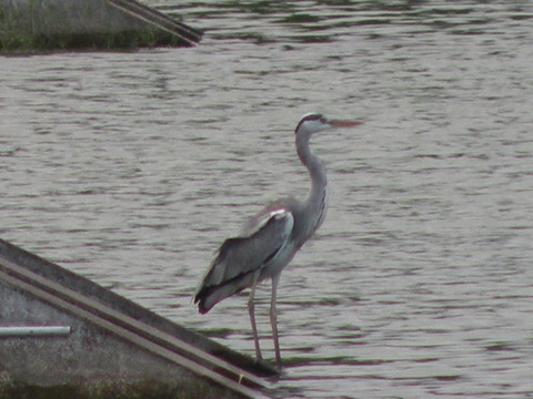 e0197884_19394048.jpg