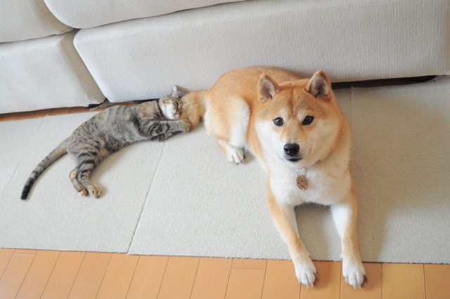 めげない彼女_a0126590_23493637.jpg