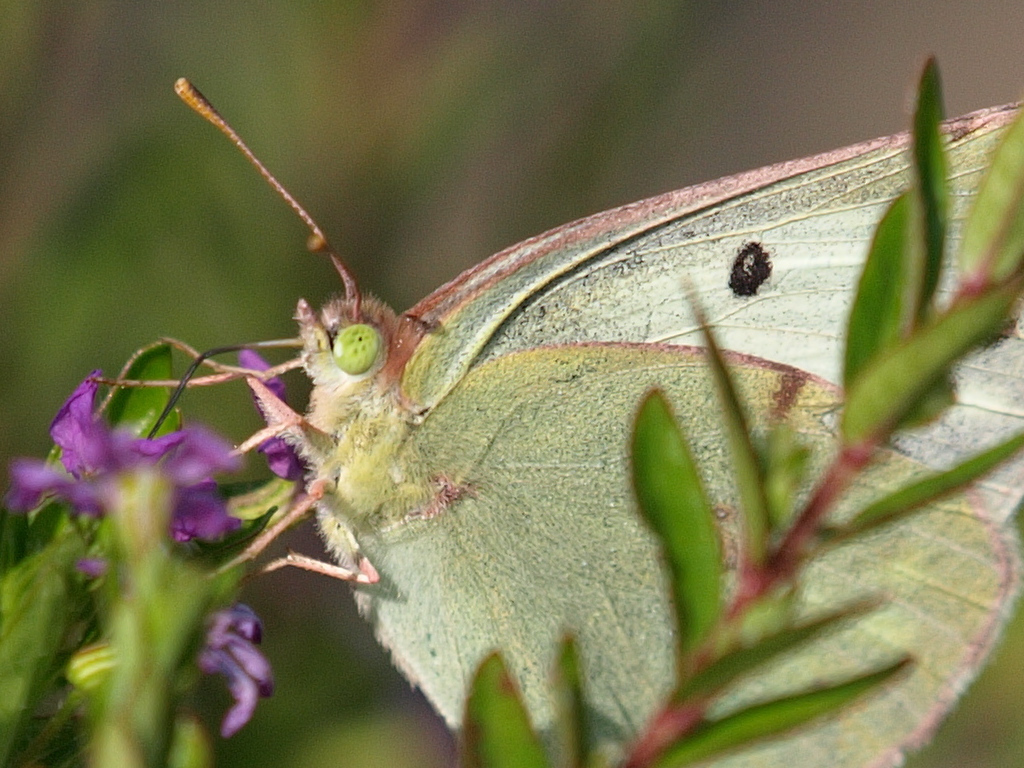 a0133692_17161036.jpg