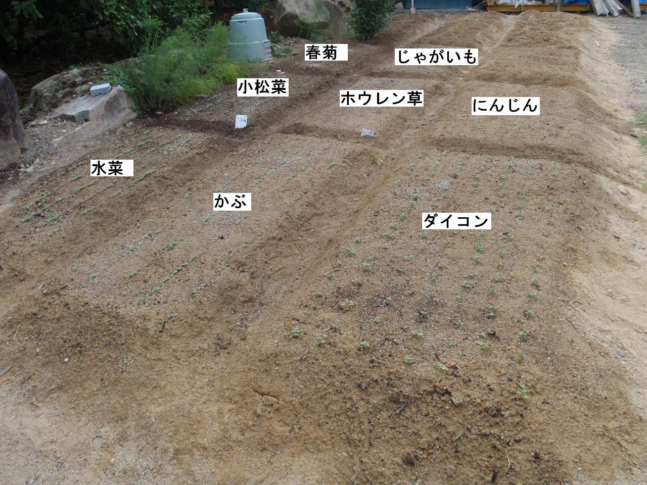 直播き_b0201492_1135252.jpg