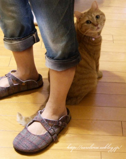 食欲の秋なのに・・・_d0025294_1917422.jpg