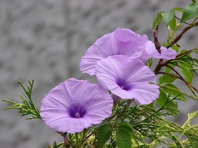 a0123003_2314056.jpg