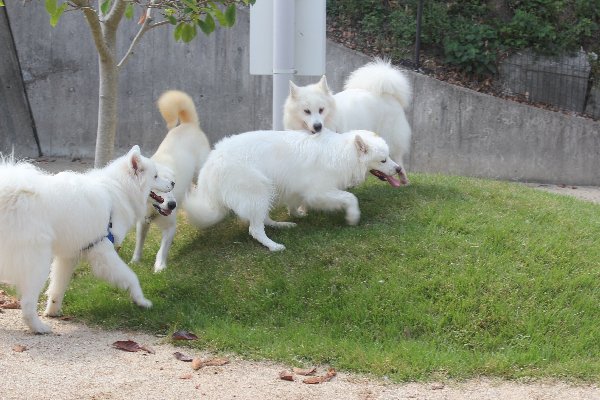 瑠璃ちゃん、琥珀君いらっしゃい！午前編　9月21日（火）_b0073110_2341027.jpg