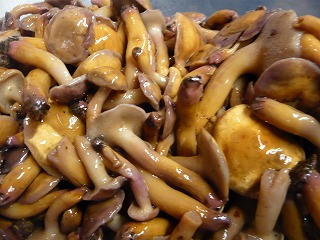 天然舞茸_f0157910_1405858.jpg