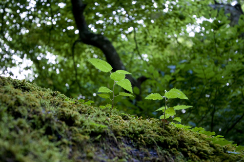 a0096313_16403019.jpg