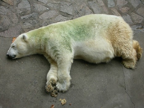 緑色となったホッキョクグマについて 上 事例と原因 Polarbearology Conjectaneum