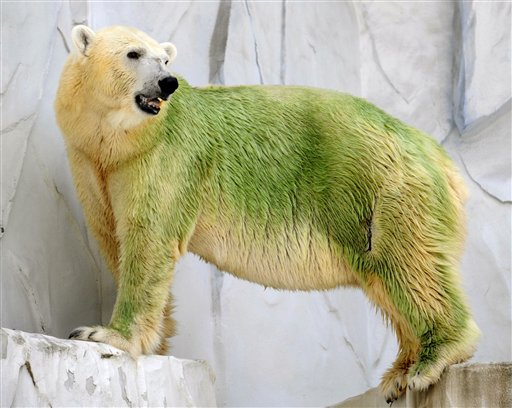 緑色となったホッキョクグマについて 上 事例と原因 Polarbearology Conjectaneum