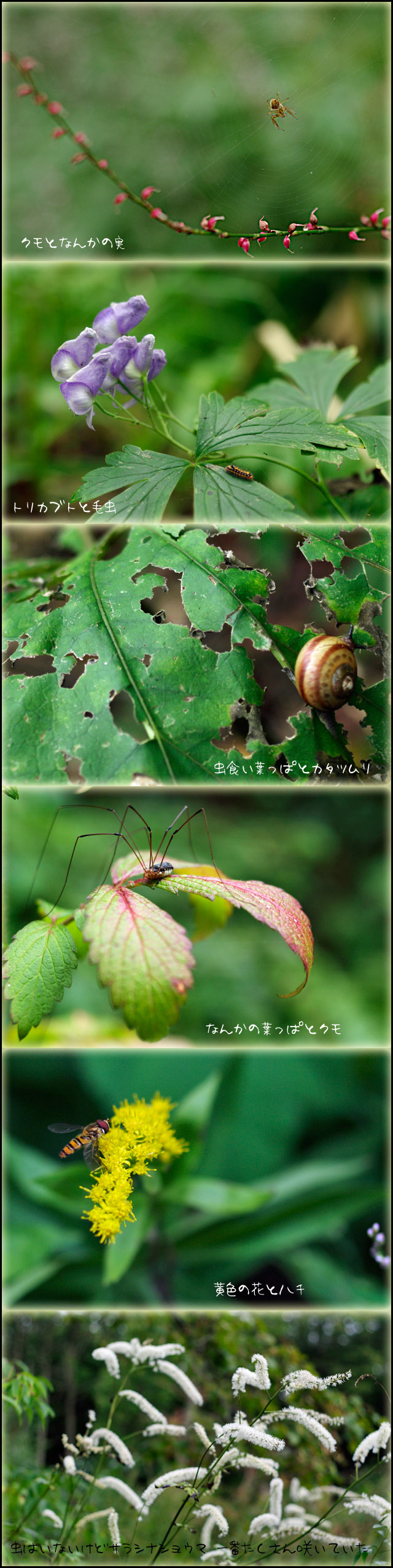 別に虫好きではないのだけれど・・・_b0019313_1712883.jpg