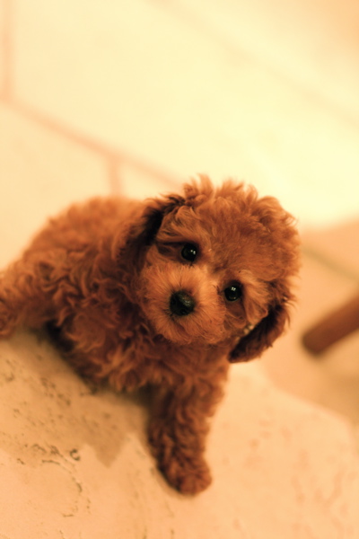 Toy poodle red Boy ★_d0060413_20513654.jpg