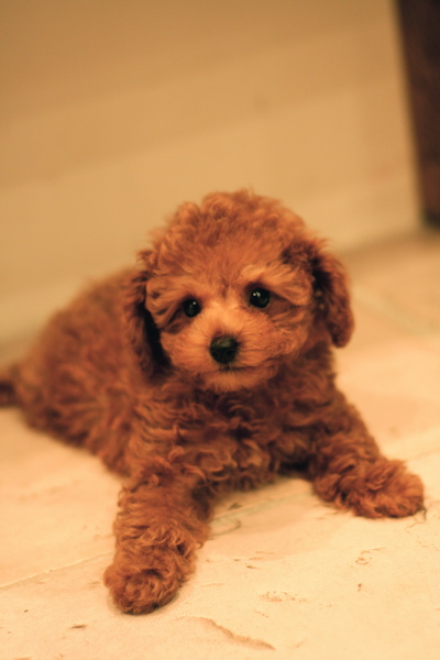 Toy poodle red Boy ★_d0060413_20515128.jpg
