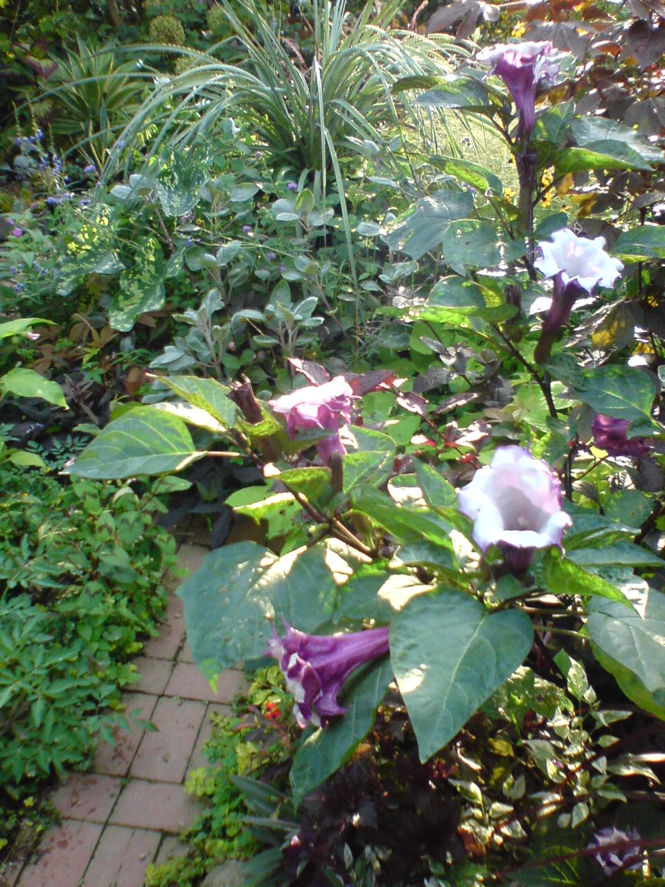 a0163529_7144595.jpg