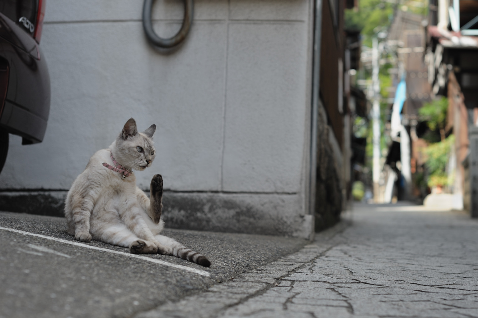 遠〜い遠〜いねこさんのもとへ_c0150334_9283727.jpg