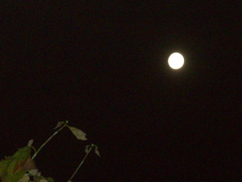 e0110940_2335239.jpg
