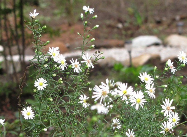 e0172840_937379.jpg