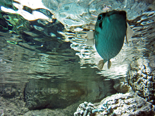 夏の終わりに水族館とコクサッキー_e0040041_3524148.jpg